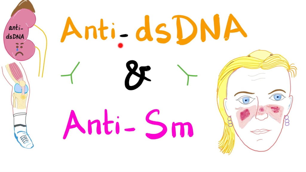 Anti-double stranded DNA (anti-dsDNA) antibodies are a type of autoantibody that specifically targets double-stranded DNA molecules. 