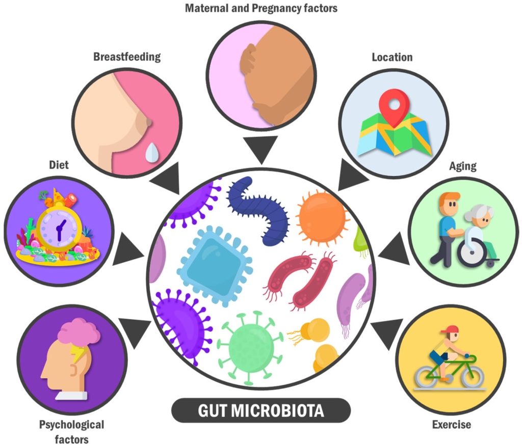 The gut microbiome (MB), comprising trillions of microorganisms residing in the gastrointestinal tract, plays a crucial role in human health and has emerged as a significant factor in the aging process.