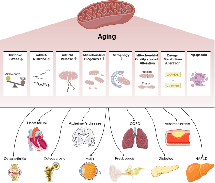 General Age-Related Degeneration of Our Body is a natural biological process, but it is often accompanied by degeneration in various systems of the body