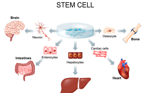 Cell differentiation is a fundamental biological process in which a less specialized cell transforms into a more specialized cell type.