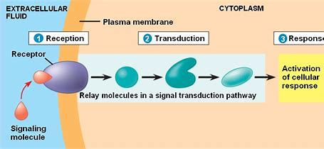 Signaling molecules (SM) are essential components of cellular communication that facilitate the transmission of information between cells and their environment.