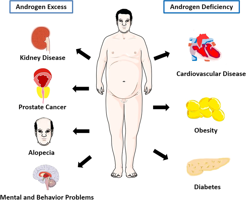 Androgens are a group of hormones that play a role in male traits and reproductive activity. 