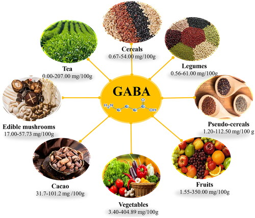 Gamma-aminobutyric acid (GABA) is a crucial amino acid that functions as the primary inhibitory neurotransmitter in the brain and spinal cord. 