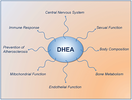 Dehydroepiandrosterone (DHEA) is a steroid hormone produced by the adrenal glands, which are located above the kidneys.