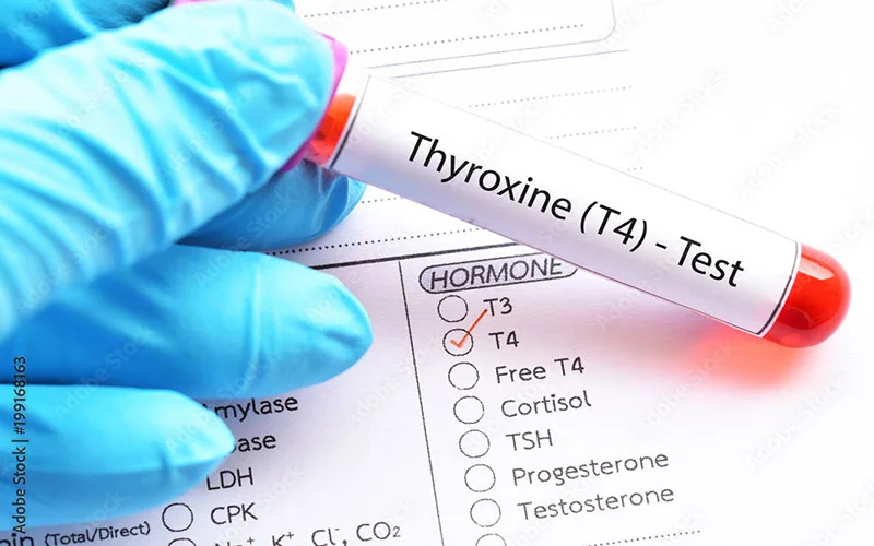 Thyroxine (T4), also known as tetraiodothyronine, is one of the primary hormones produced by the thyroid gland.