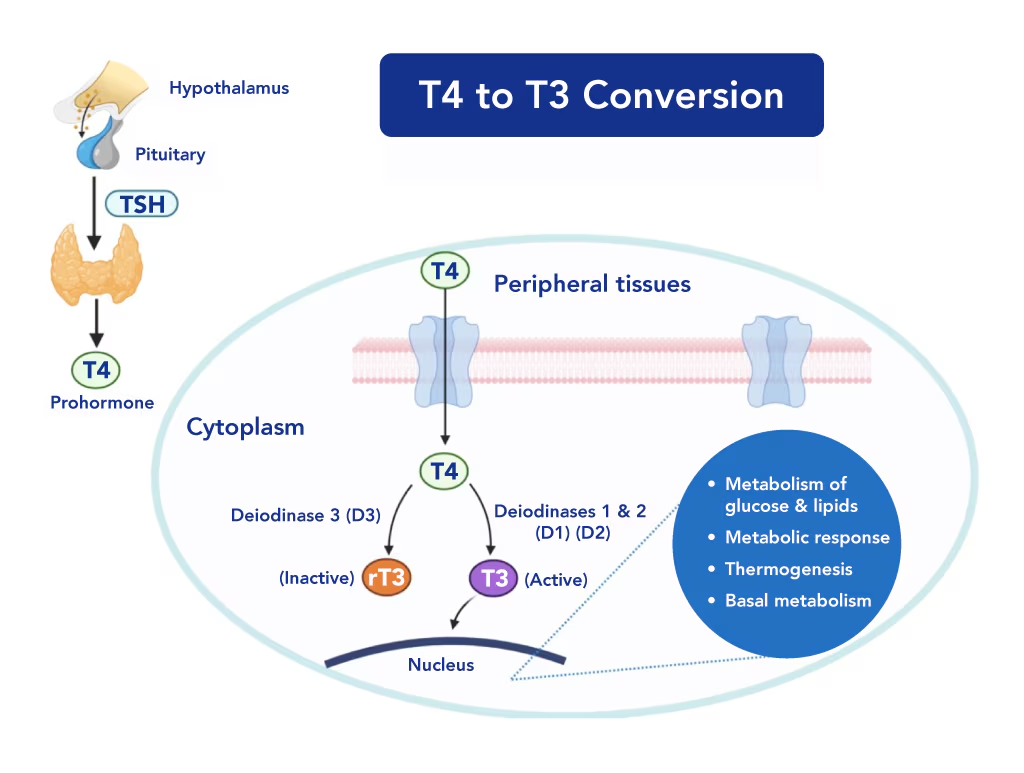 Triiodothyronine (T3) is a vital thyroid hormone that plays a significant role in regulating various physiological processes in the body, including metabolism, heart function, and growth. 