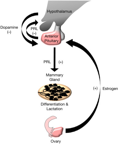 Prolactin (PRL) is a protein hormone primarily produced by the lactotrophic cells of the anterior pituitary gland.