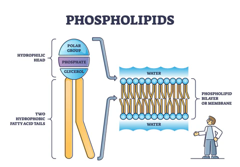 Phospholipids are a class of lipids that are a major component of all cell membranes. They consist of two fatty acids, a glycerol backbone, and a phosphate group