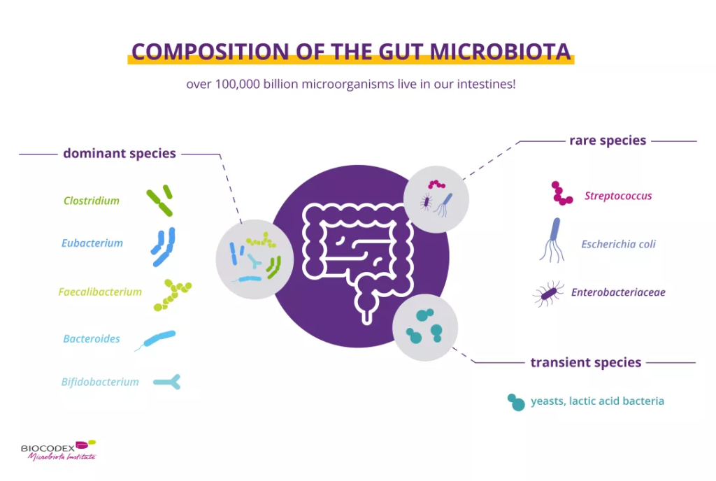 The Gut Microbiome Composition (GMC) refers to the complex community of microorganisms residing in the gastrointestinal tract, primarily composed of bacteria, but also including fungi, viruses, and archaea. 