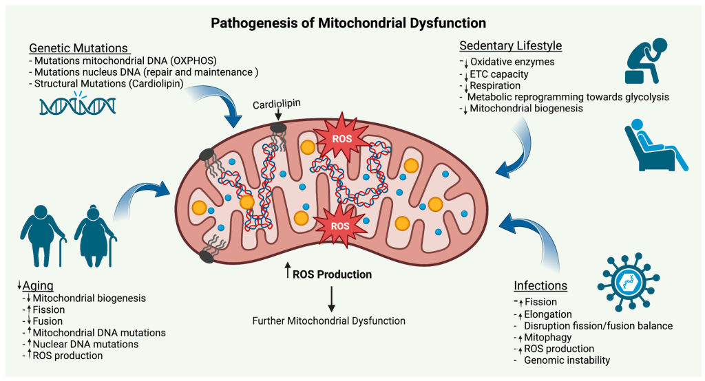 Mitochondrial Function Analysis (MFA) refers to a set of experimental techniques used to assess the functional capacity of mitochondria, the energy-producing organelles within cells.