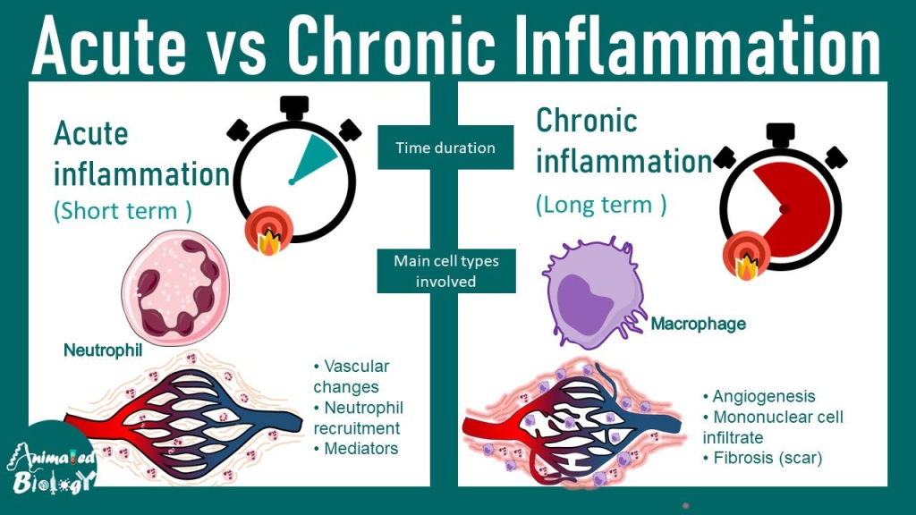 Chronic inflammation plays a significant role in the aging process and various age-related diseases, including neurodegenerative disorders like Parkinson's disease. 