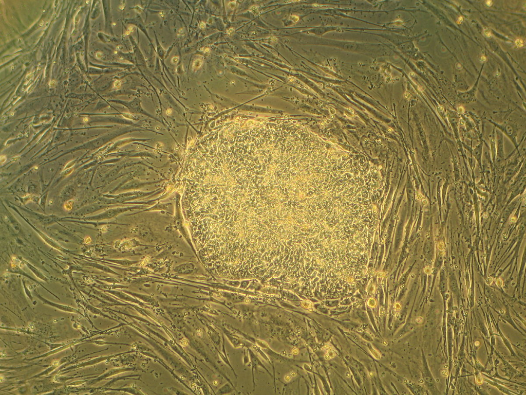 Cell culture techniques are fundamental to the field of cellular therapy and stem cell research.