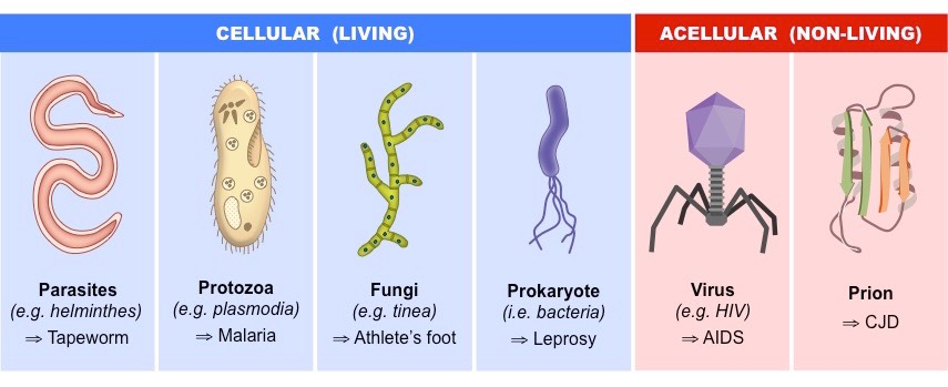 Pathogens are organisms that cause disease in their hosts. They encompass a wide range of infectious agents, including viruses, bacteria, fungi, protozoa, and prions. 