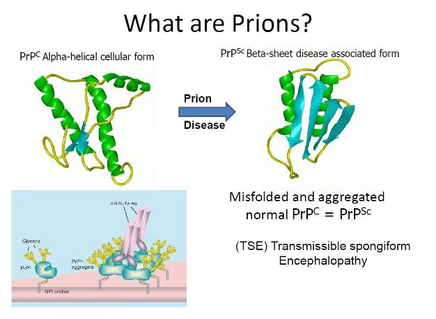 Prions are infectious agents composed solely of misfolded proteins that can induce abnormal folding in normal variants of the same protein.