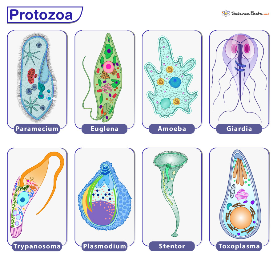 Protozoa are single-celled eukaryotic organisms that can exist as free-living entities or as parasites, causing various diseases in humans and animals. 