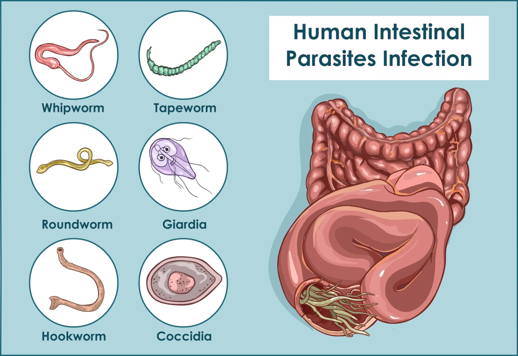 Parasites (Pst) are organisms that live on or within a host organism, deriving nutrients at the host's expense. 