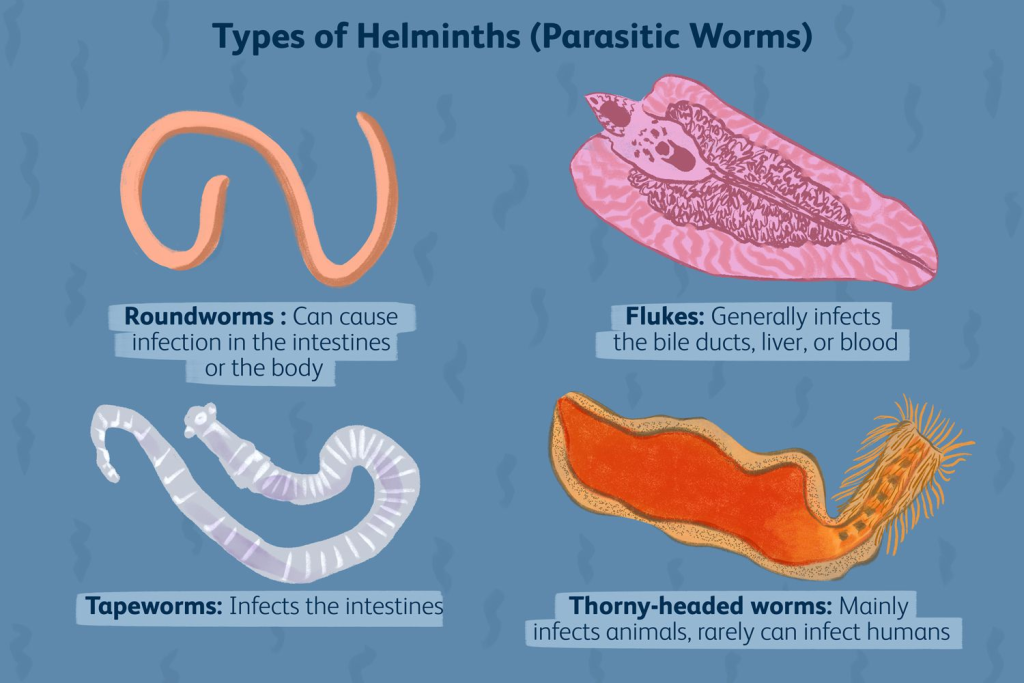 Helminths (Helm) are a group of parasitic worms that can infect various hosts, including humans, and are classified into three main categories.