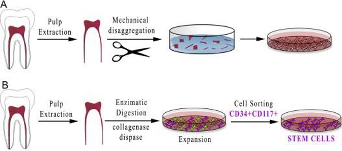 we utilize stem cells from dental pulp, which contains mesenchymal stem cells that exhibit powerful regenerative capabilities