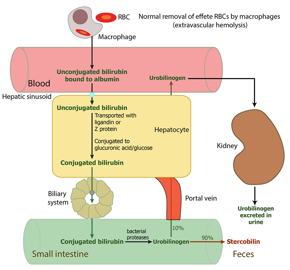 Bilirubin is a yellowish pigment formed during the normal breakdown of red blood cells. It is processed by the liver and excreted from the body through bile.