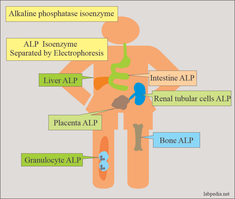 Alkaline phosphatase (ALP) is an enzyme found throughout the body, playing a crucial role in various physiological processes, particularly in the liver, bones, kidneys, and bile ducts.