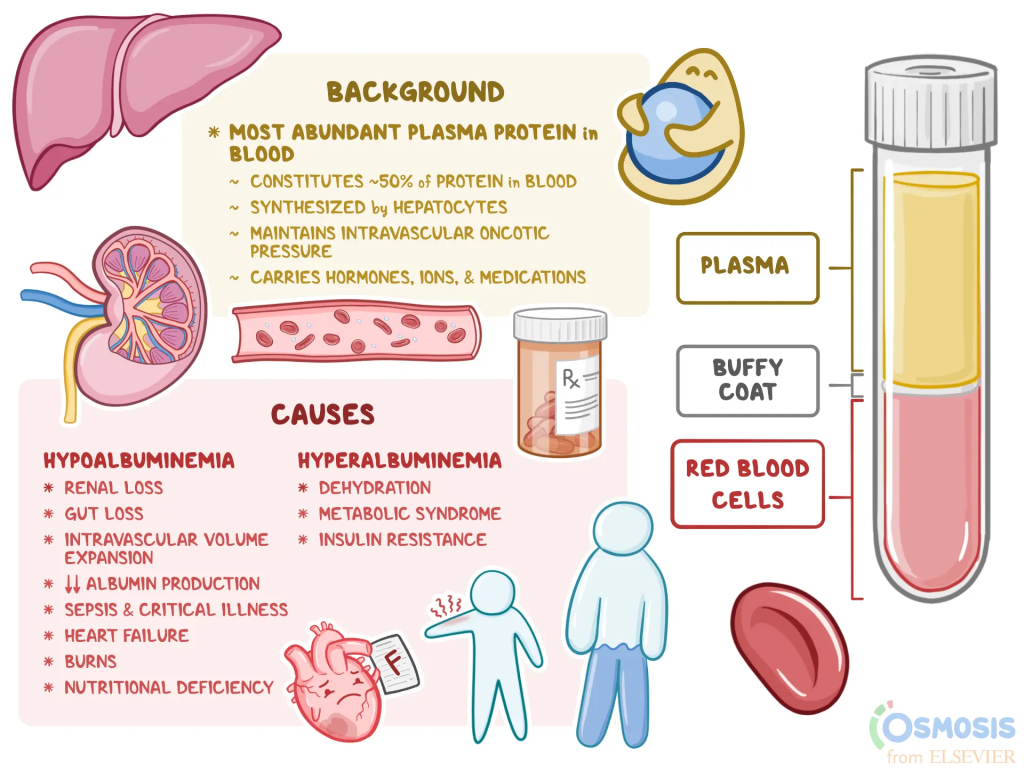 Albumin (Alb) is a vital protein produced by the liver, playing a crucial role in maintaining oncotic pressure (the pressure exerted by proteins in blood plasma) and transporting various substances throughout the bloodstream, including hormones, enzymes, and medications. The measurement of albumin levels in the blood is commonly performed through a serum albumin test, which can help assess liver function and overall health.