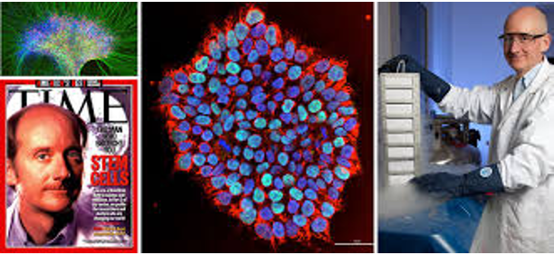 - 1998 - James Thomson Derives Human Embryonic Stem Cells: Dr. James Thomson and his team at the University of Wisconsin-Madison successfully derived the first human embryonic stem cell line.