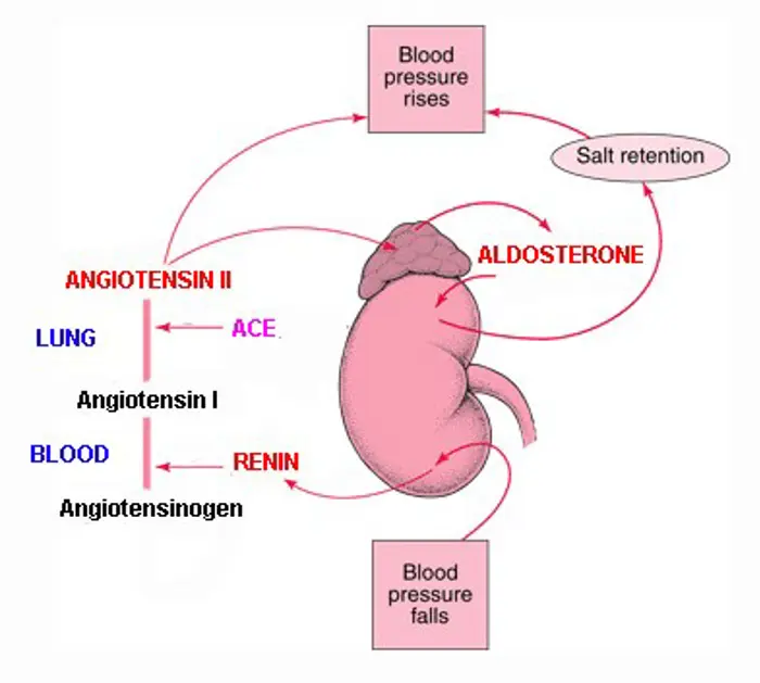 Aldosterone is a steroid hormone produced by the adrenal cortex, specifically in the zona glomerulosa.