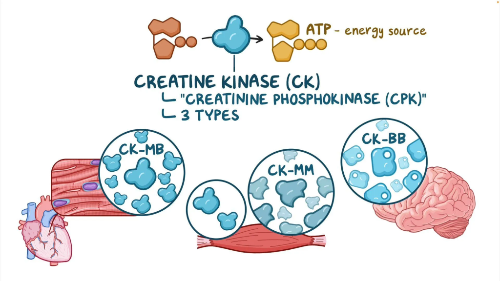 Creatine phosphokinase (CPK), also known as creatine kinase (CK), is an enzyme found primarily in the heart, brain, and skeletal muscles.