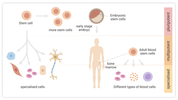 In the treatment of Inclusion Body Myositis (IBM), various types of stem cells have been explored for their therapeutic potential. 