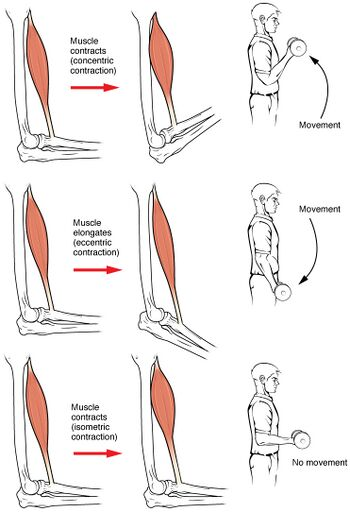 at our center of Anti-Aging and Regenerative Medicine Center of Thailand , patients with Inclusion Body Myositis (IBM) exhibit progressive improvements. Within the initial weeks post-treatment