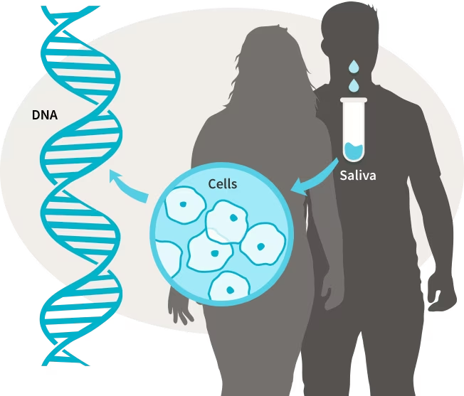 While IBM is primarily considered a sporadic condition, there may be rare cases with a genetic predisposition. 