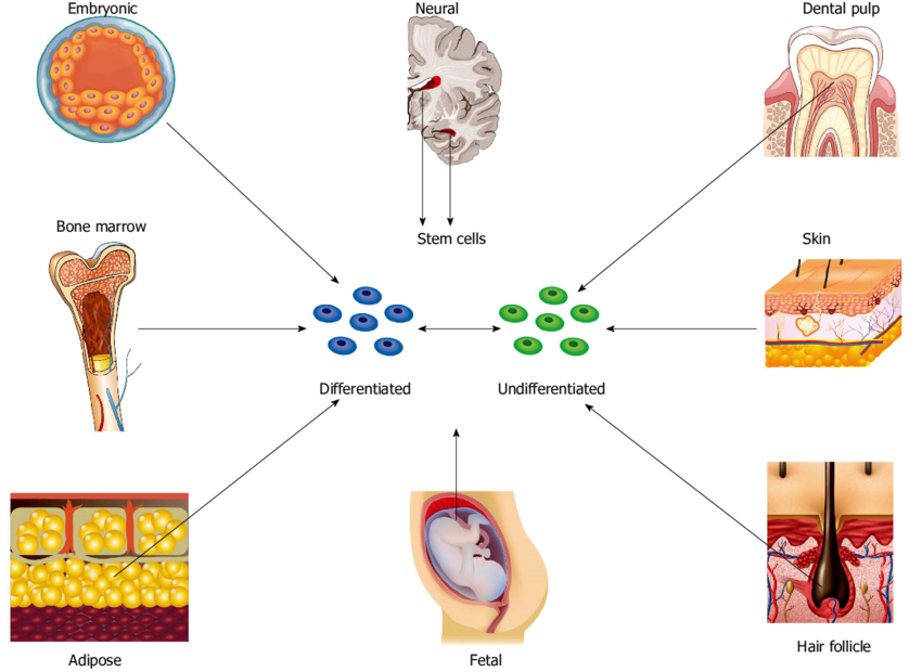 Mesenchymal Stem Cells (MSCs), adipose-derived stem cells (ASCs), and induced pluripotent stem cells (iPSCs) are the primary sources used in dermatology at our DrStemCellsThailand's Anti-Aging and Regenerative Medicine Center of Thailand. These cells are harvested from bone marrow, adipose tissue, or reprogrammed patient-specific cells and possess remarkable regenerative, anti-inflammatory, and immunomodulatory properties.