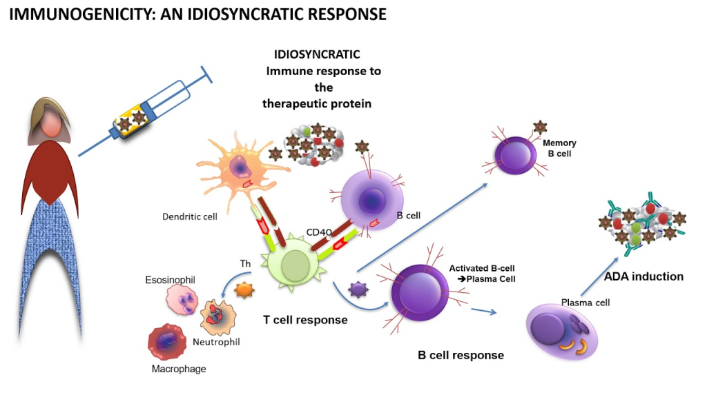 Immunogenicity (IMG) refers to the ability of a substance, such as a vaccine or therapeutic protein, to provoke an immune response in the body. 