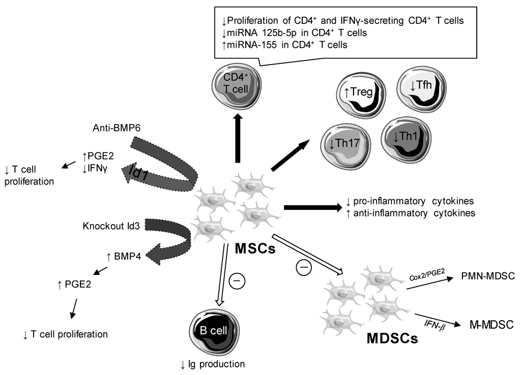 Mesenchymal Stem Cells (MSCs): MSCs have shown potential in regenerating salivary gland function and reducing systemic autoimmune activity in Sjögren’s syndrome.

Research and Clinical Trials: Preliminary studies report improved salivary secretion and reduced inflammation in Sjögren’s syndrome patients treated with MSCs. Research and Clinical Trials are being conducted to validate these findings.