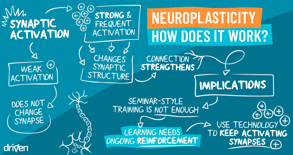 Neuroplasticity or Brain Plasticity, refers to the brain's remarkable ability to reorganize itself by forming new neural connections throughout life.