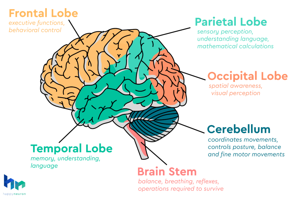 Cognitive function (CF) refers to the mental processes that enable us to acquire knowledge, think, learn, remember, and solve problems.