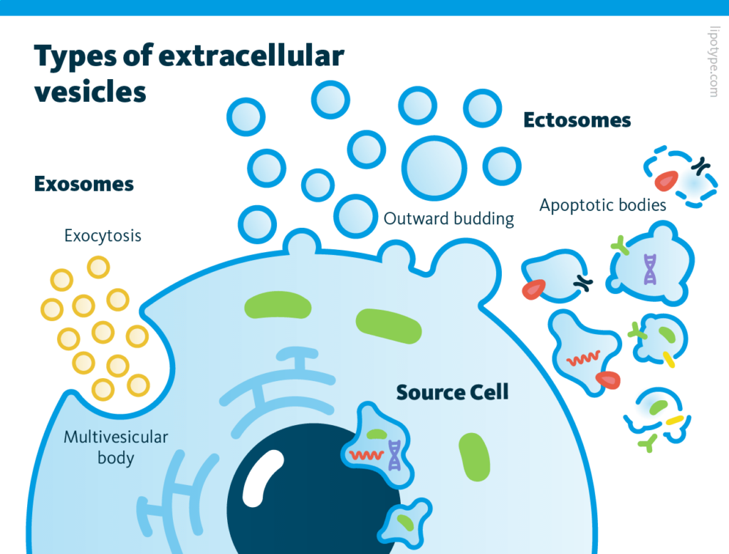 Extracellular vesicles (EVs) are small membrane-bound particles released by cells into the extracellular environment. 