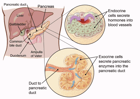 Cellular Therapy and Stem Cells for Pancreatic Diseases are under investigation for their potential role in managing these Pancreatic Neuroendocrine Tumors (PNETs) and improving overall outcomes.