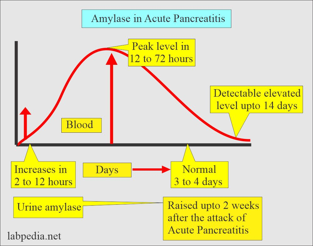 Amylase (A) is an enzyme produced primarily by the pancreas and salivary glands that plays a crucial role in the digestion of carbohydrates. 