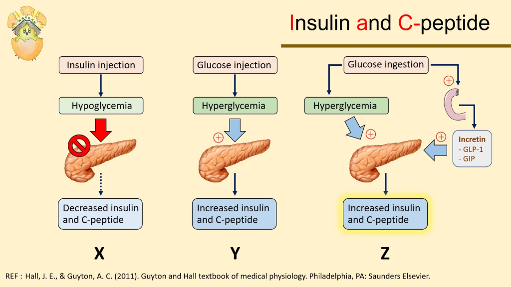 C-peptide (CPT) is a peptide that is released into the bloodstream as a byproduct of insulin production. 