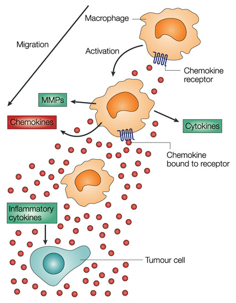 Chemokines are a family of small cytokines, or signaling proteins, that play crucial roles in immune responses, inflammation, and tissue repair. 