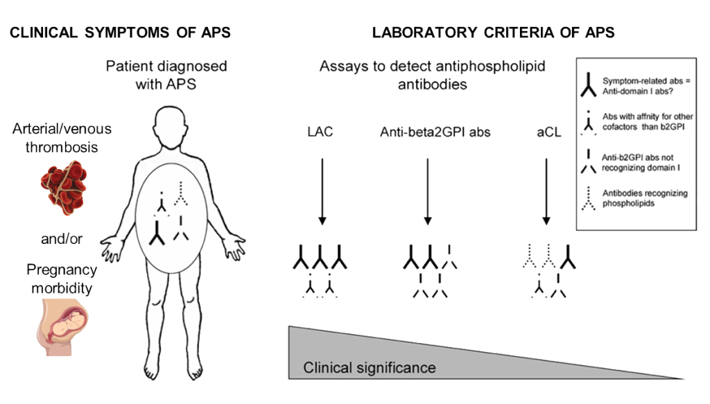 8.9 Antiphospholipid Syndrome (APS)

Prevalence: APS is estimated to affect about 40–50 cases per 100,000 individuals, with a higher prevalence in females.

Quality of Life: APS is characterized by recurrent blood clots, pregnancy complications, and neurological symptoms, leading to reduced quality of life due to chronic health challenges.

Mortality: Untreated APS can result in life-threatening events, such as stroke, myocardial infarction, or catastrophic antiphospholipid syndrome (CAPS), contributing to higher mortality rates.