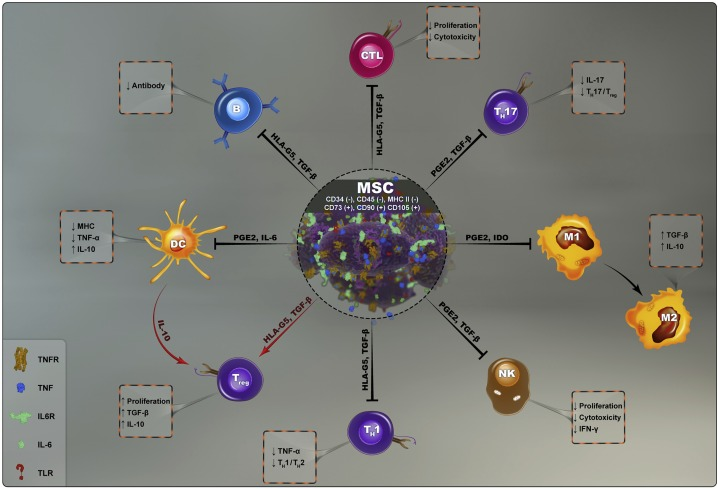 Mesenchymal Stem Cells (MSCs): MSCs show promise in modulating immune responses, reducing inflammation, and potentially preventing joint fusion (ankylosis) in AS.