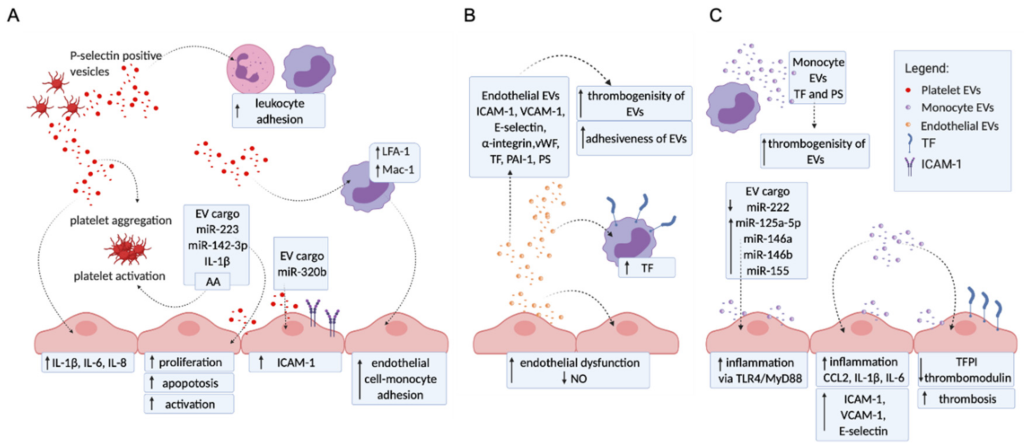 Mesenchymal Stem Cells (MSCs): MSCs exhibit anticoagulant and immunomodulatory properties, which may help mitigate thrombosis and autoimmune activation in APS.

Research and Clinical Trials: Early research indicates MSC therapy may reduce the risk of recurrent thrombotic events. Ongoing trials aim to evaluate their efficacy in preventing pregnancy complications associated with APS.