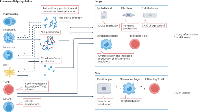 Mesenchymal Stem Cells (MSCs): MSCs may alleviate muscle inflammation and repair damaged muscle tissues through their immunomodulatory and regenerative properties.

Research and Clinical Trials: Initial clinical trials have shown reduced muscle inflammation and improved muscle strength in DM patients treated with MSCs. Further research is underway to confirm these benefits.