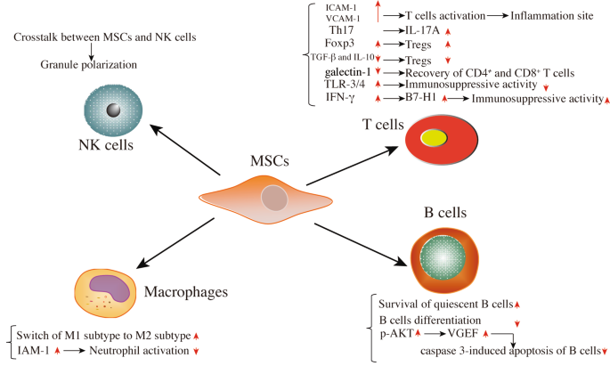 Immune-Enhanced Organ-Specific Cellular Therapy and Stem Cells for Autoimmune and Connective Tissue Diseases with Progenitor Stem Cells: A Potential Strategy for Autoimmune and Connective Tissue Diseases at Our Anti-Aging and Regenerative Medicine Center of Thailand