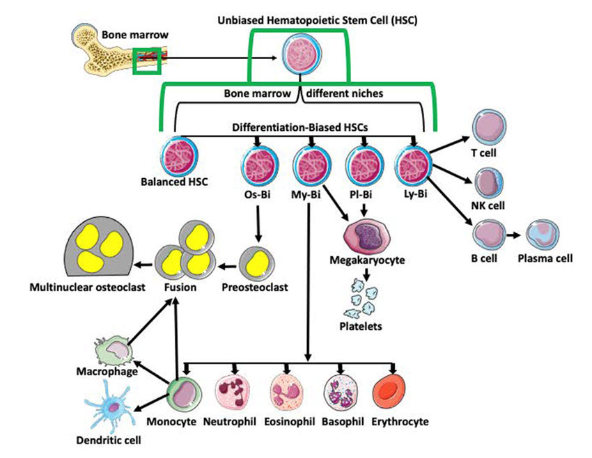 Hematopoietic Stem Cells (HSCs)

- Immune Reset: HSC transplantation can "reset" the immune system, particularly beneficial in severe cases of systemic lupus erythematosus (SLE) and multiple sclerosis (MS).

- Durable Remission: Studies have shown long-term remission in patients with aggressive autoimmune diseases following HSC transplantation.

- Clinical Success: In MS, HSC transplantation has resulted in significant reductions in disease progression and disability scores.