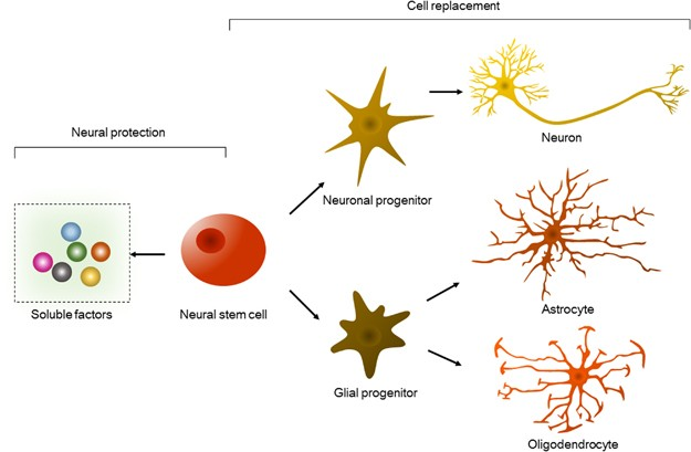 Neural Progenitor Stem Cells

- Neuroprotection: Neural progenitor stem cells can protect and regenerate neural tissues, offering potential treatment for MS.

- Reduction in Relapses: Research and Clinical Trials have shown reduced relapse rates and neuroinflammation in MS models with neural progenitor stem cell therapy.