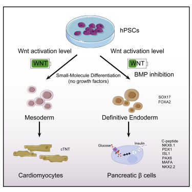 Pancreatic Progenitor Stem Cells

- Insulin Production: In type 1 diabetes, pancreatic progenitor stem cells can differentiate into insulin-producing beta cells, potentially restoring normal glucose regulation.

- Immunomodulation: These cells also help modulate the immune attack on beta cells, preserving remaining pancreatic function.