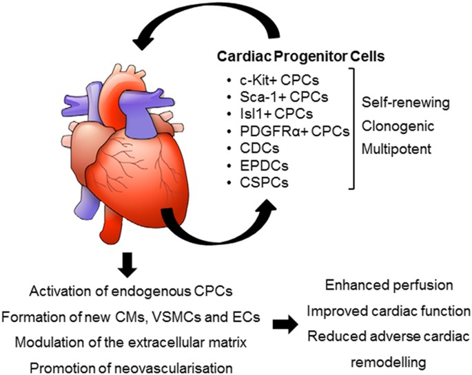 Cardiac Progenitor Stem Cells

- Heart Repair: In autoimmune diseases affecting the heart, such as lupus myocarditis, cardiac progenitor stem cells can regenerate damaged cardiac tissues.

- Improved Cardiac Function: Preclinical models have shown improved cardiac function and reduced fibrosis with progenitor stem cell therapy.